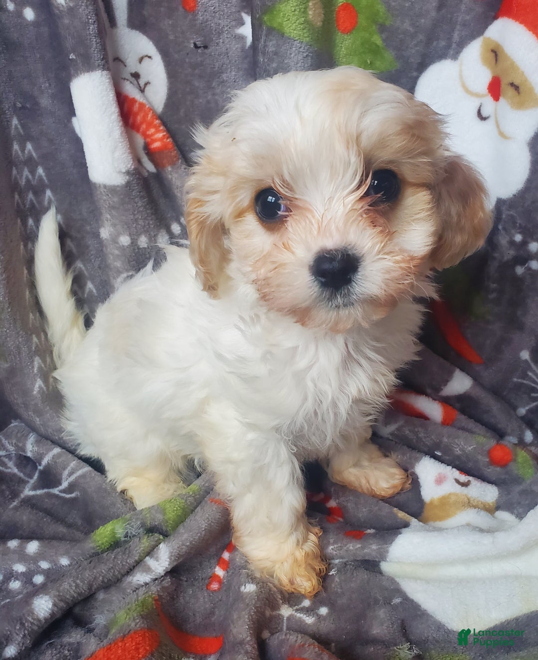 Cavachon dogs for sale: Cole - Ad 2