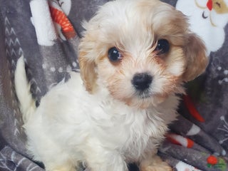 Cavachon dogs Cole - Ad 25
