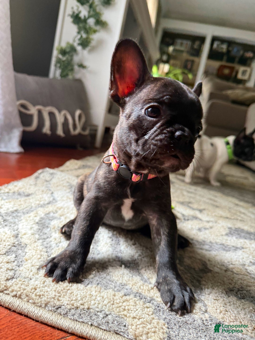French Bulldog dogs for sale: French Bulldog Puppy 2 - Ad 3