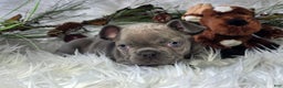 French Bulldog dogs for sale: Hunter - Ad 3