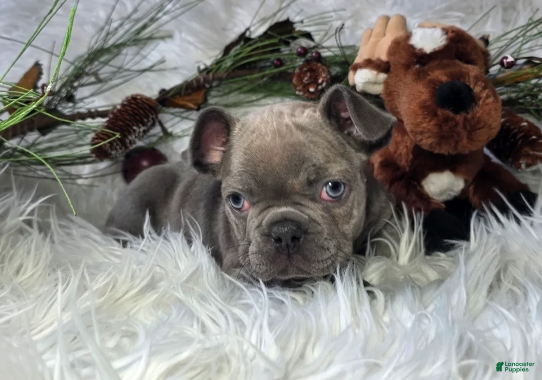 French Bulldog dogs for sale: Hunter - Ad 4