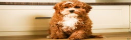 Cavapoo dogs for sale: Kohen - Ad 5