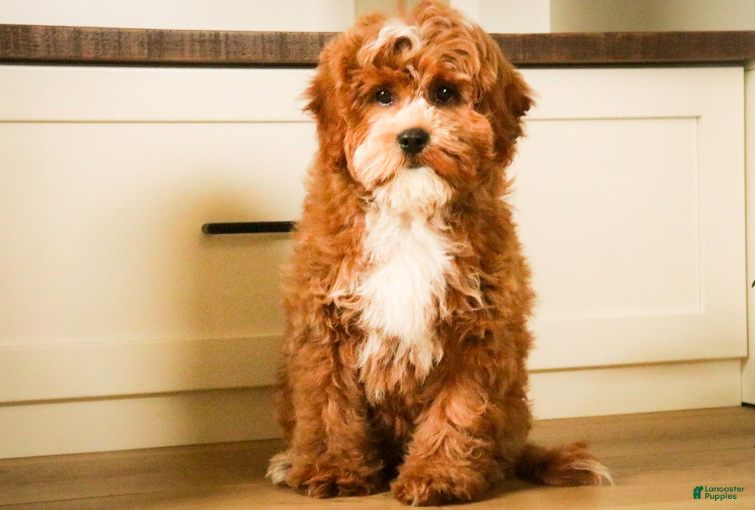 Cavapoo dogs for sale: Kohen - Ad 5