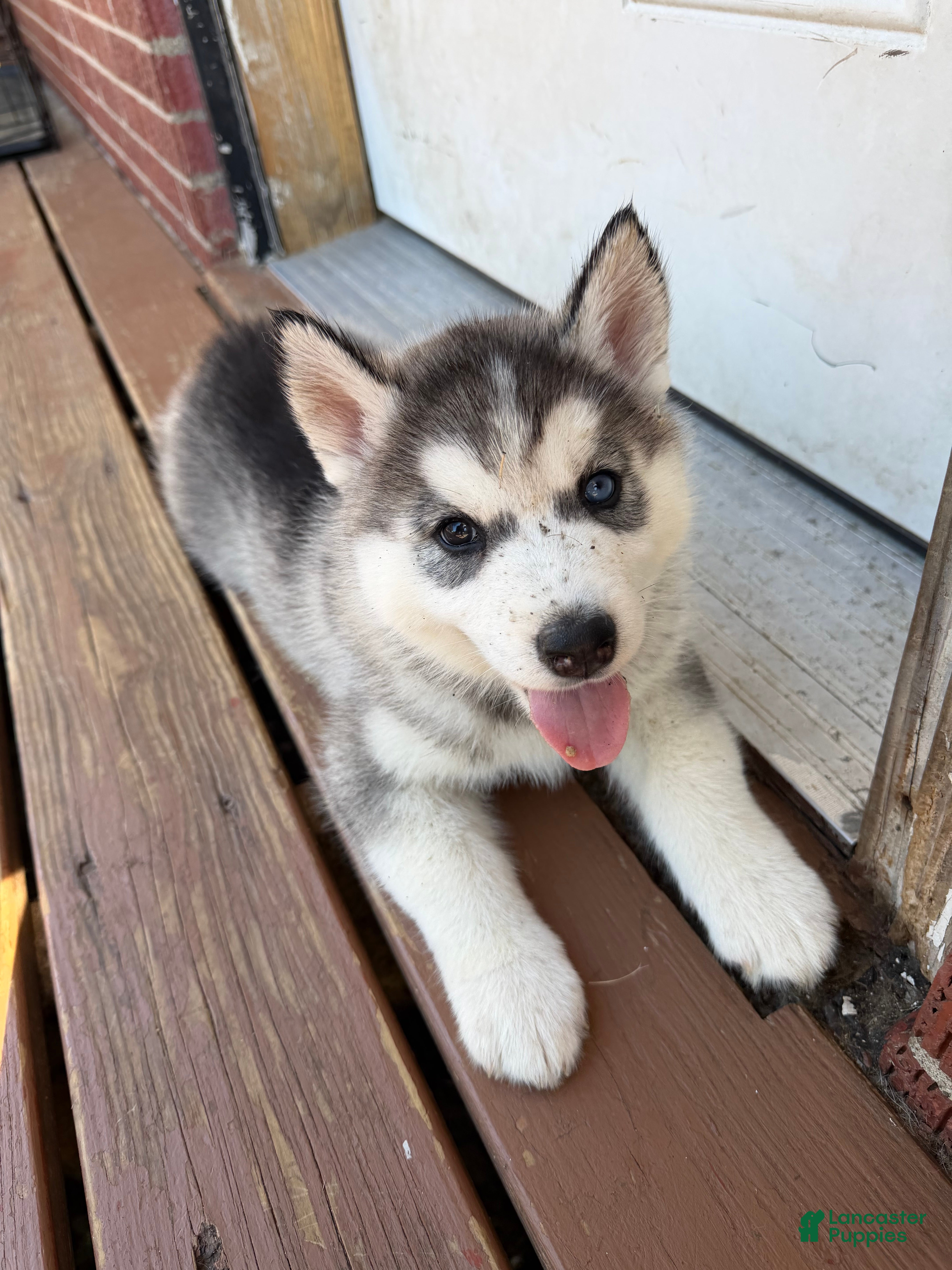 Chonkers (Siberian Husky, Male) in Louisville, KY