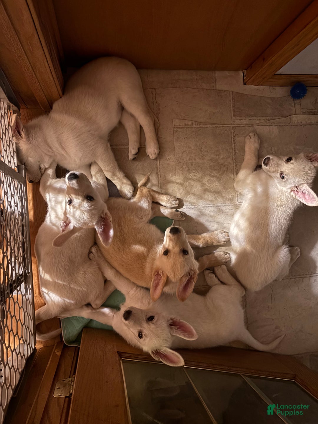 Mixed Breed dogs for sale: Mixed Breed Puppy 3 - Ad 5