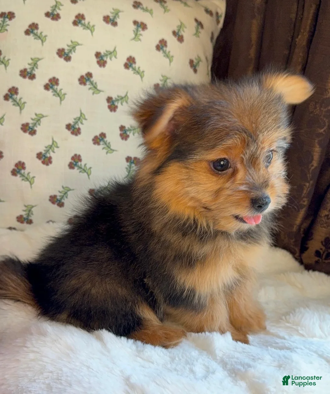 Mixed Breed dogs for sale: Designer Breed Yorkishire Terrier, Pomeranian Mix Puppy Male Berry - Ad 2