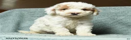 Cavapoochon dogs for sale: Walton - Ad 1
