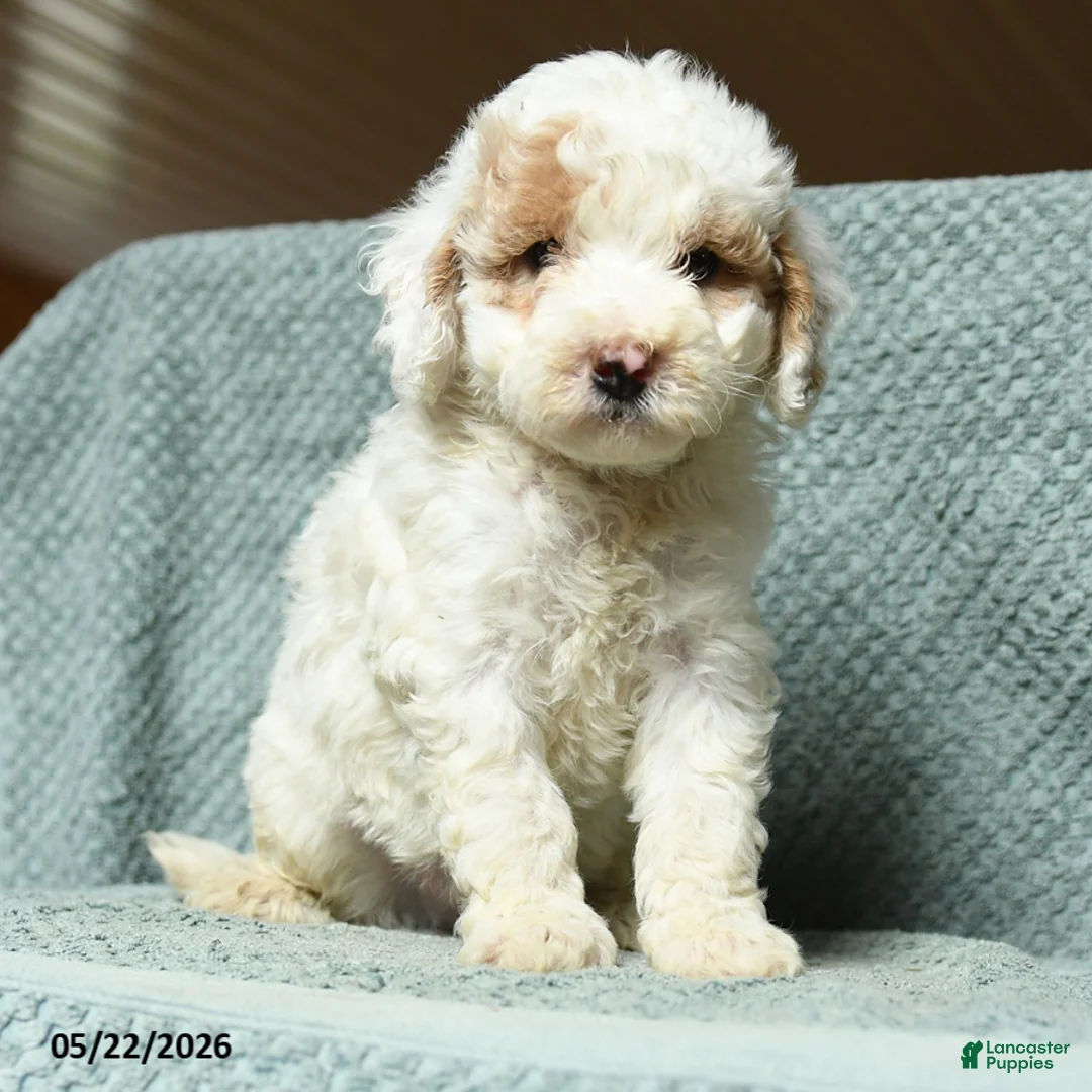 Cavapoochon dogs for sale: Walton - Ad 1