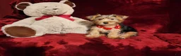 Yorkshire Terrier dogs for sale: WINSTON - Ad 4