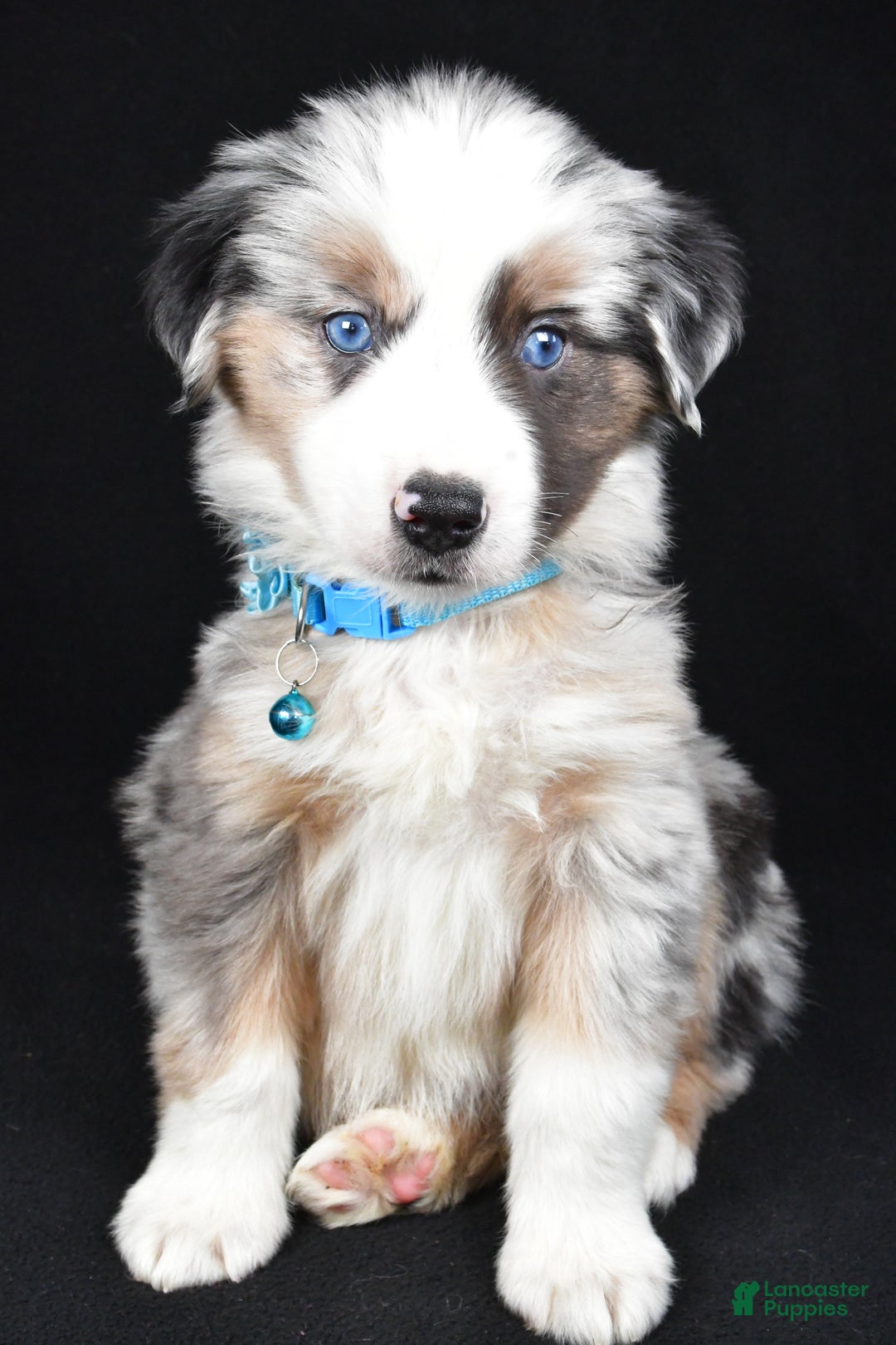 Miniature Australian Shepherd dogs for sale: Oscar - Ad 1