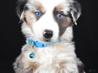 Miniature Australian Shepherd dogs Oscar - Ad 37