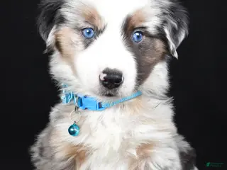 Miniature Australian Shepherd dogs Oscar - Ad 20