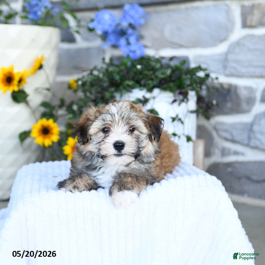 Havanese dogs Darlan - Ad 2