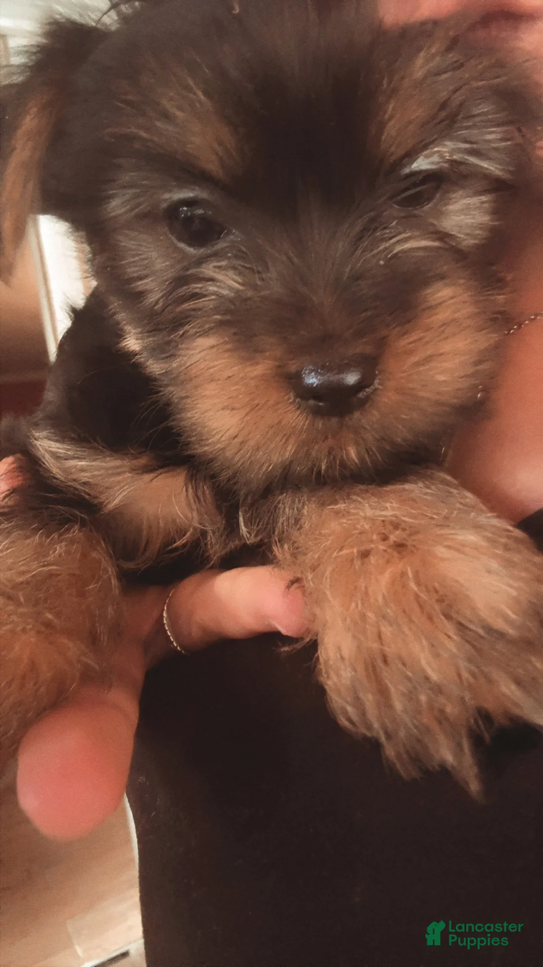 Yorkshire Terrier dogs for sale: Yorkshire Terrier Puppy 3 - Ad 1