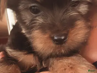 Yorkshire Terrier dogs Yorkshire Terrier Puppy 3 - Ad 23