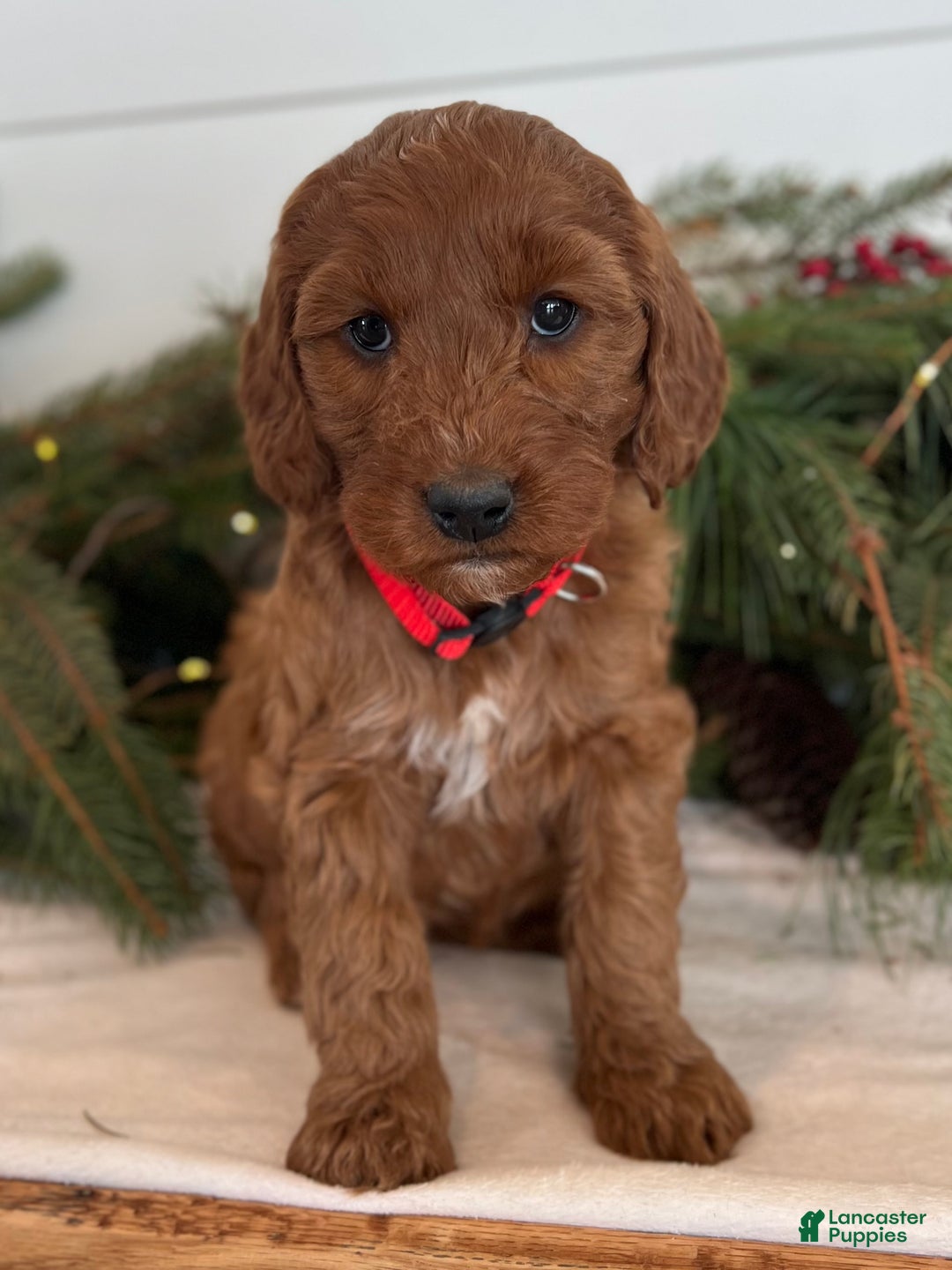 Irish Doodle dogs for sale: Maggie - Ad 16