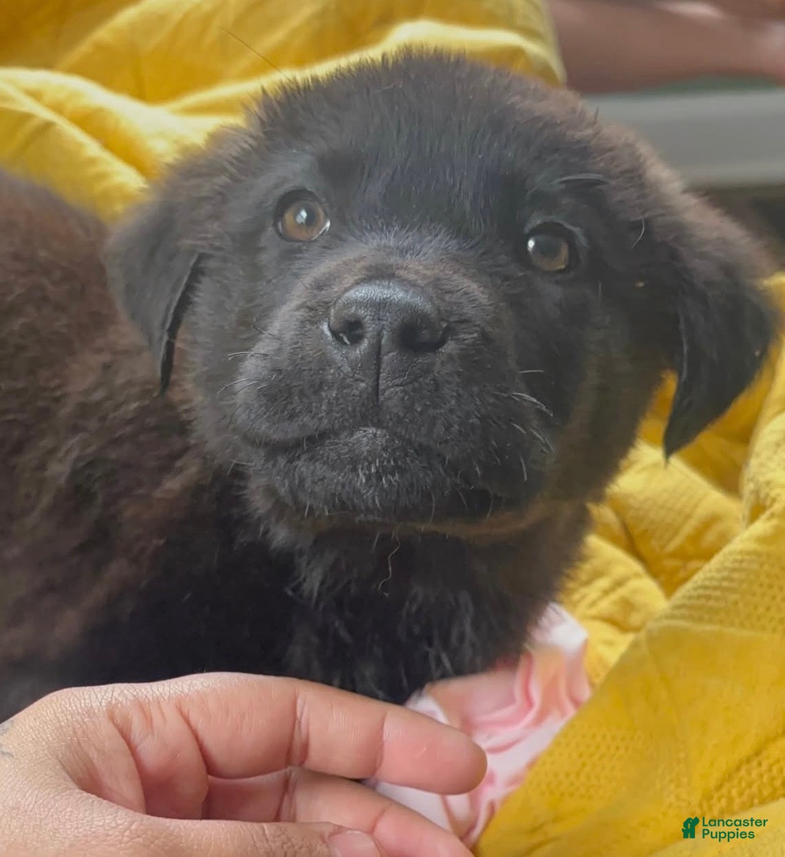 Mixed Breed dogs Mixed Breed Puppy 2 - Ad 6