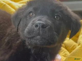 Mixed Breed dogs Mixed Breed Puppy 2 - Ad 6