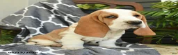 Basset Hound dogs for sale: Francis - Ad 3