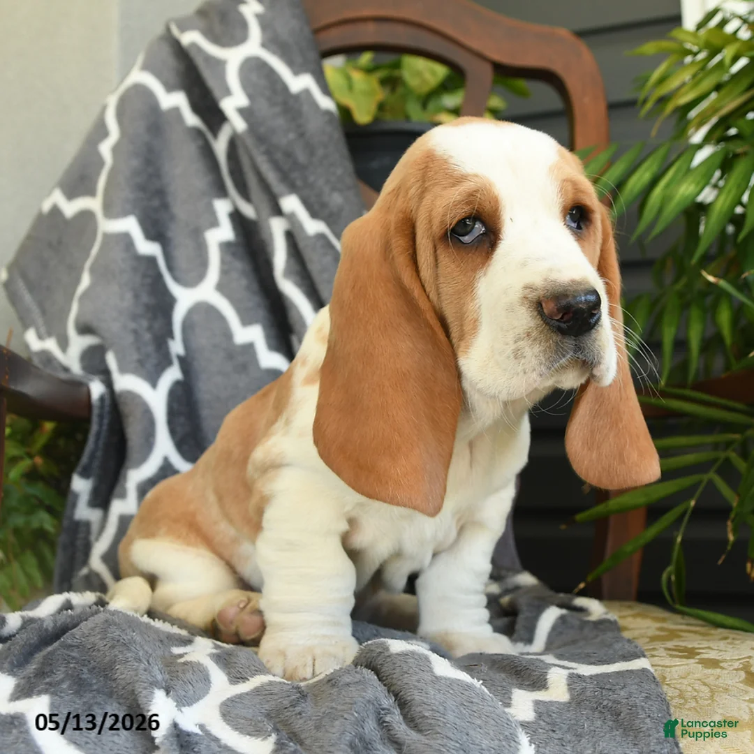 Basset Hound dogs for sale: Francis - Ad 3