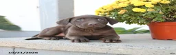 Labrador Retriever dogs for sale: Liberty - Ad 3
