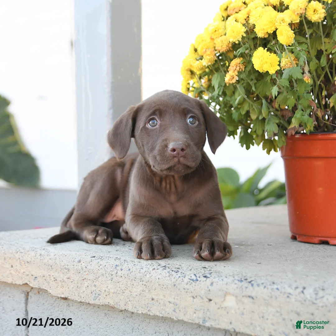Labrador Retriever dogs for sale: Liberty - Ad 3