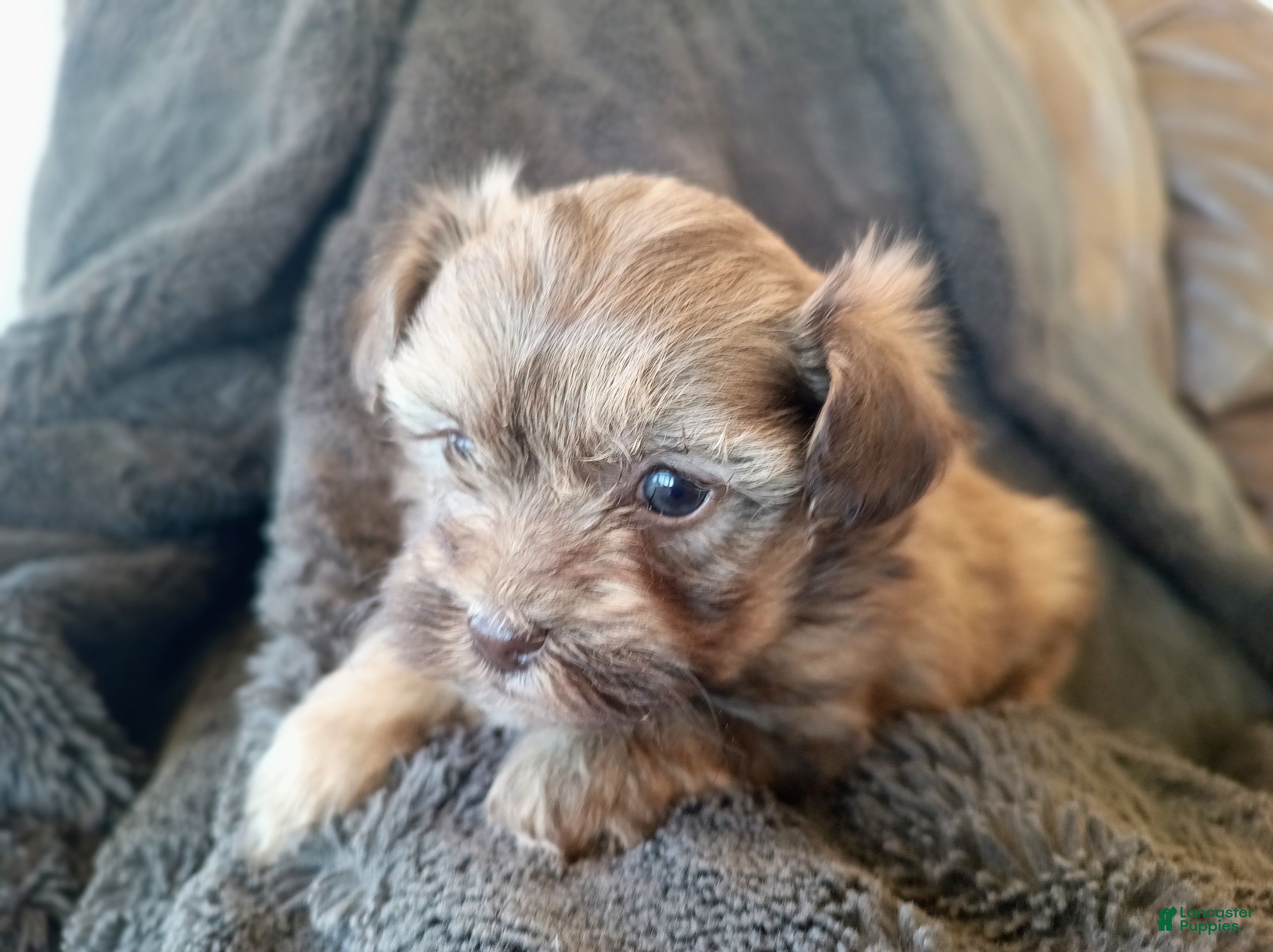 Havapoo dogs Lila - Ad 1