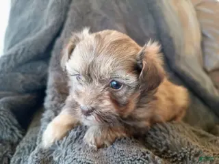 Havapoo dogs for sale: Lila - Ad 2