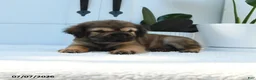 Mini Hippo dogs for sale: Willow - Ad 5