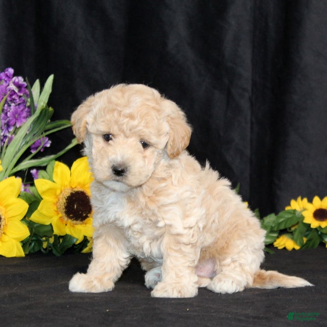 Bichpoo dogs David TOY - Ad 1