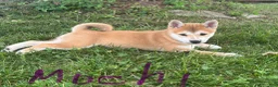 Shiba Inu dogs for sale: Mochi - Ad 2
