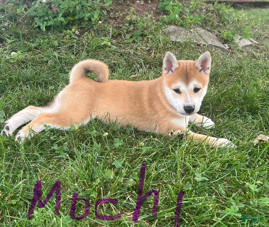 Shiba Inu dogs for sale: Mochi - Ad 2