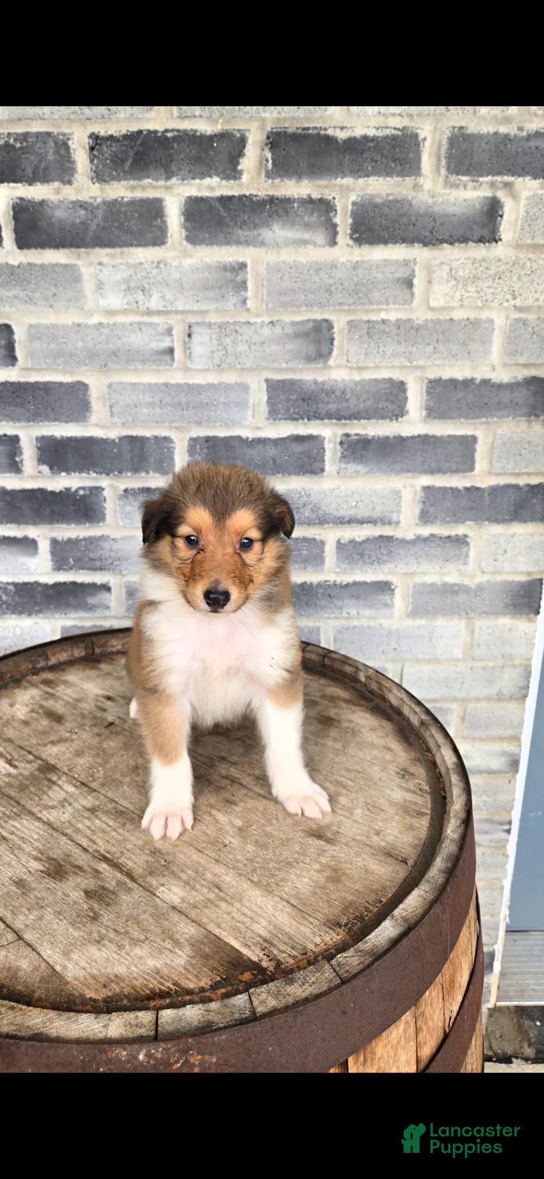 Collie dogs for sale: Collie Puppy 5 - Ad 2