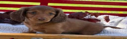 Miniature Dachshund dogs for sale: Bella - Ad 6