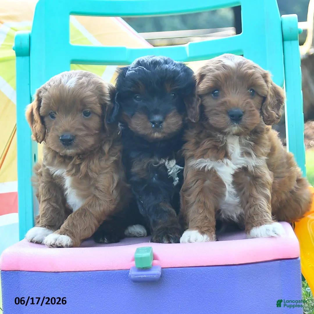 Cavapoo dogs for sale: Caramel - Ad 3