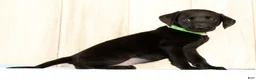 Labrador Retriever dogs for sale: Bailey - Ad 3