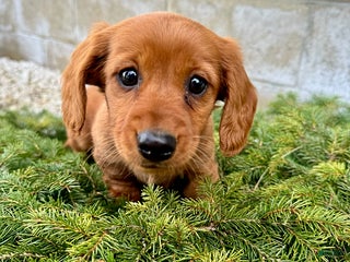 Miniature Dachshund dogs Chloe - Ad 2