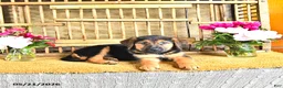 Golden Shepherd dogs for sale: River - Ad 4