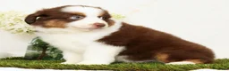 Miniature Australian Shepherd dogs for sale: Pepper - Ad 4
