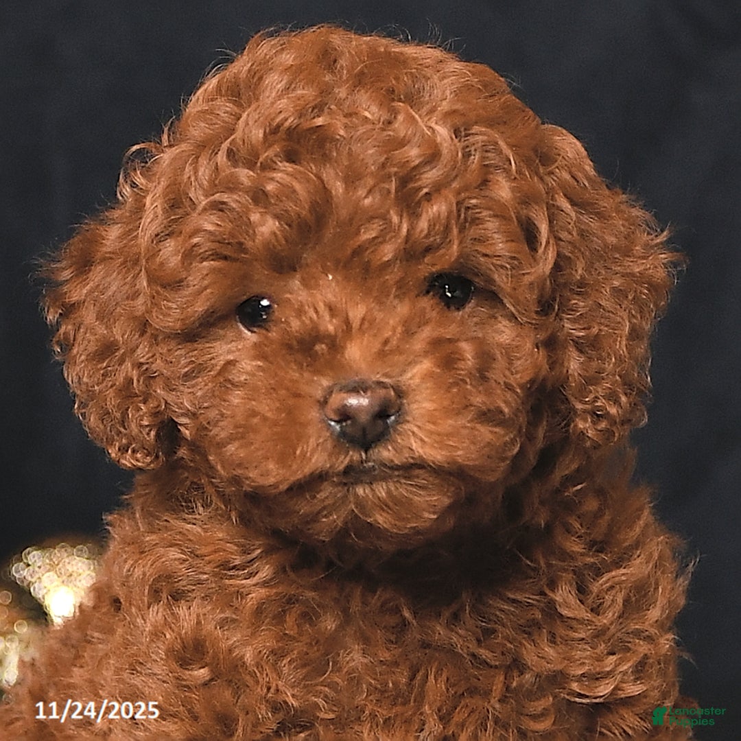 Toy Poodle dogs for sale: Winston - Ad 5