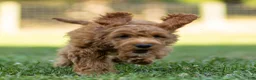 Cavapoo dogs for sale: Jasper Cavapoo  - Ad 5