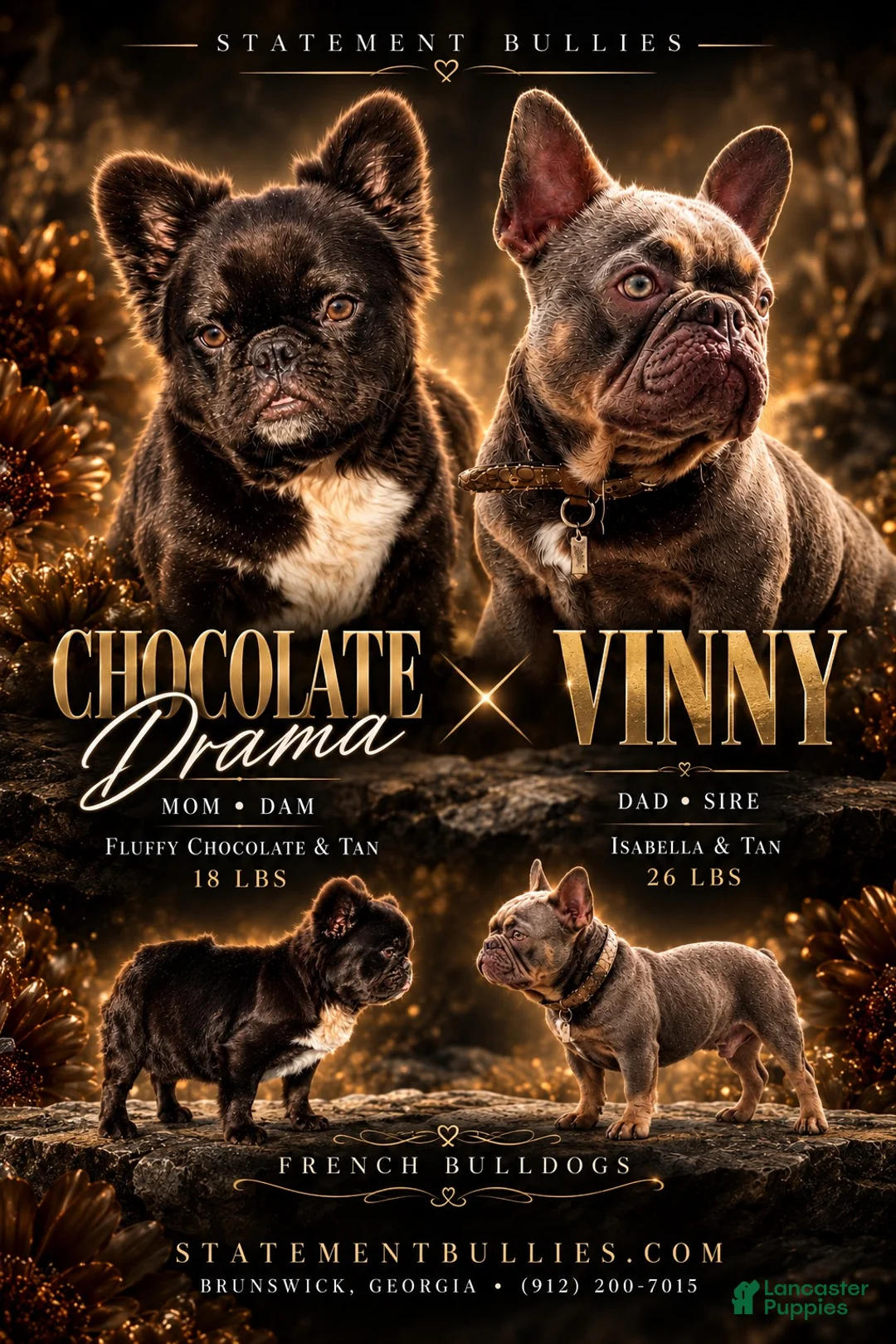 French Bulldog dogs for sale: Tank - Ad 4