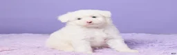 Mini Sheepadoodle dogs for sale: Soto - Ad 3