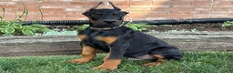 Doberman Pinscher dogs for sale: Selene - Ad 17