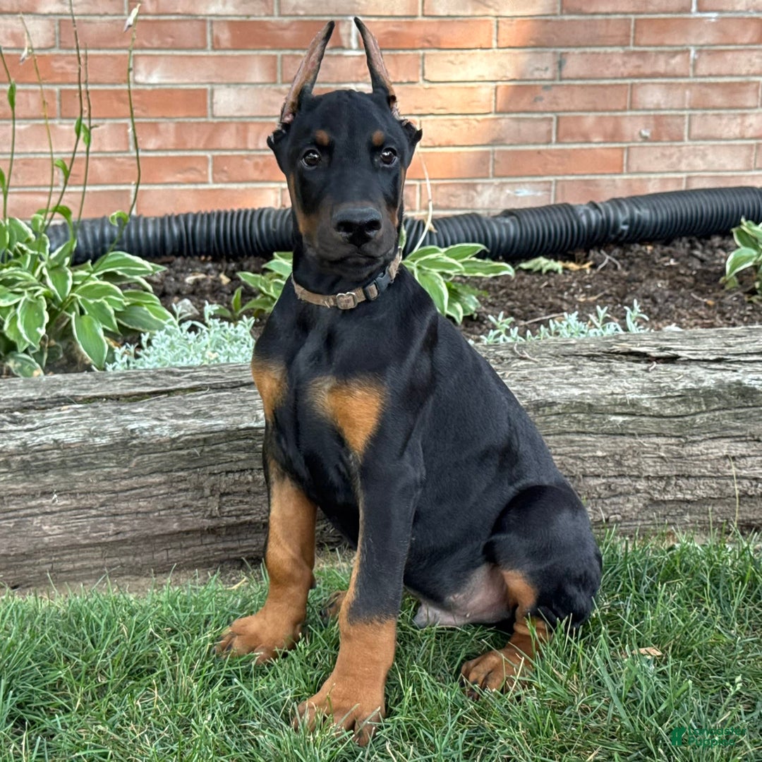 Doberman Pinscher dogs for sale: Selene - Ad 17