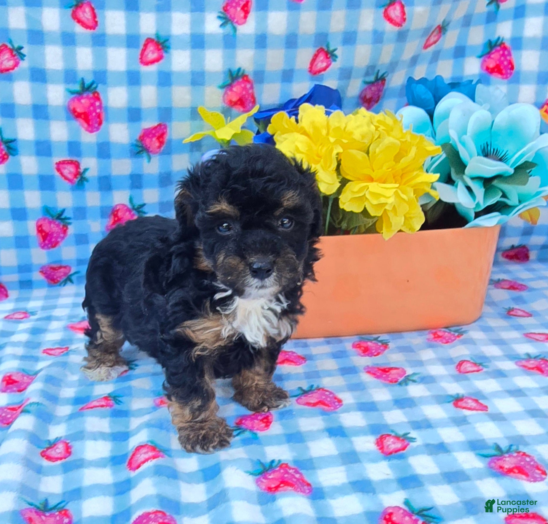 Yorkiepoo dogs Henry - Ad 22