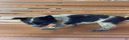 Mixed Breed dogs for sale: Bess - Ad 6