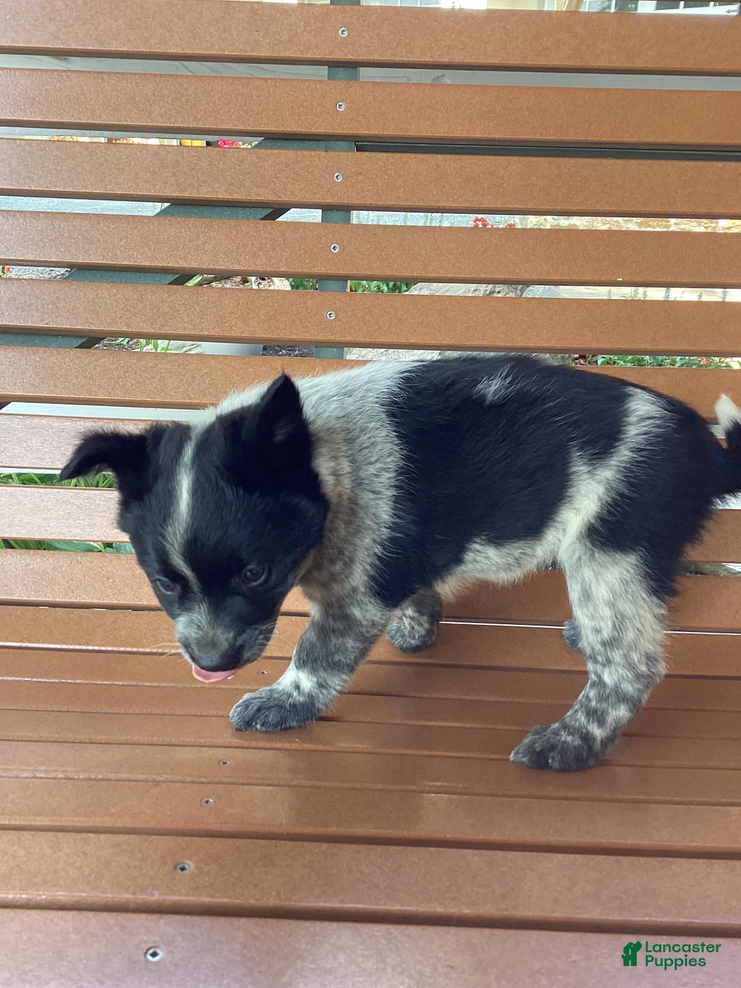 Mixed Breed dogs for sale: Bess - Ad 6