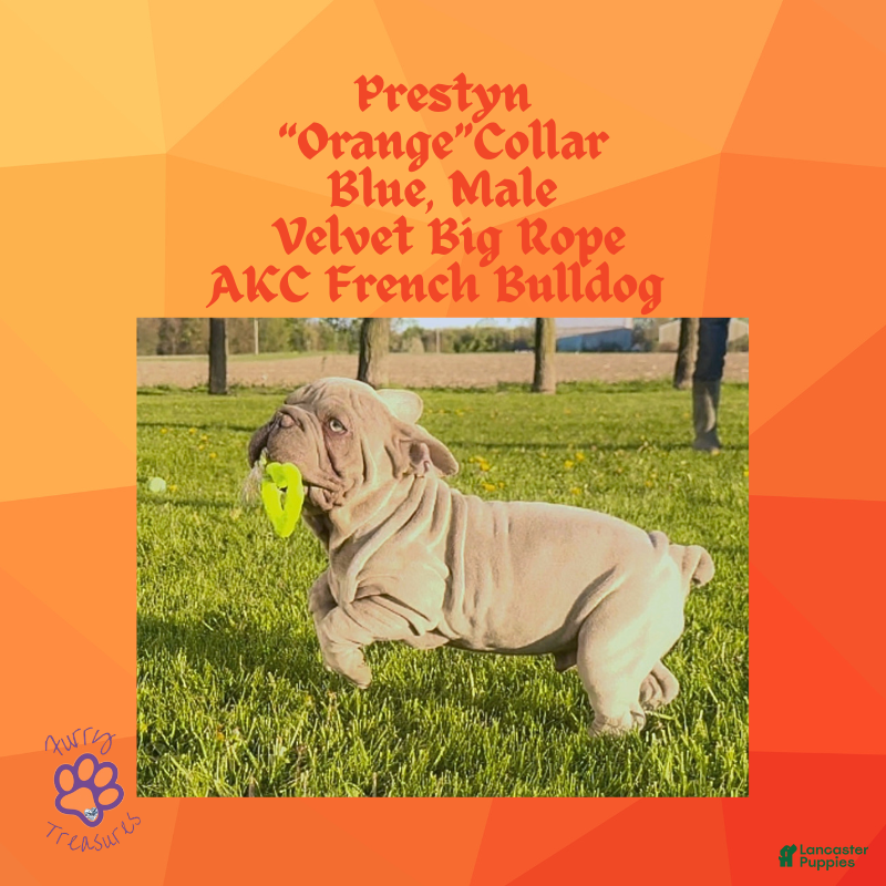 French Bulldog dogs for sale: Prestyn “ Orange” Collar, Male - Ad 3