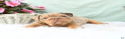 English Bulldog dogs for sale: Champ  - Ad 3